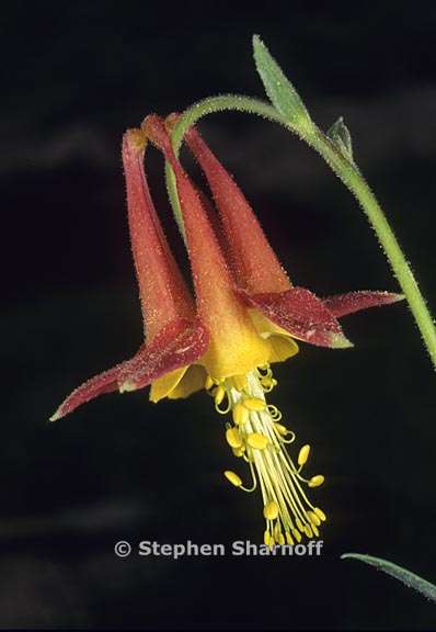 aquilegia formosa 4 graphic